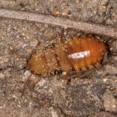 Calolampra sp. (genus) at Melba, ACT - 7 Jul 2024 by kasiaaus