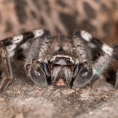Isopedella pessleri (A huntsman spider) at Melba, ACT - 7 Jul 2024 by kasiaaus