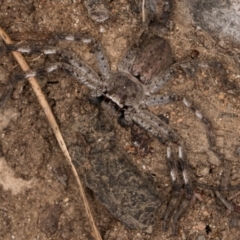 Isopedella pessleri at Melba, ACT - 7 Jul 2024