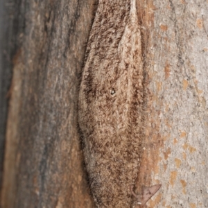 Chelepteryx collesi at Melba, ACT - 7 Jul 2024