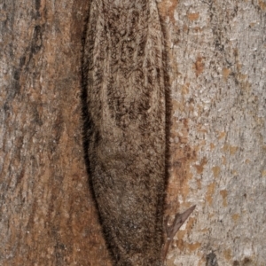 Chelepteryx collesi at Melba, ACT - 7 Jul 2024