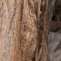 Chelepteryx collesi at Melba, ACT - 7 Jul 2024