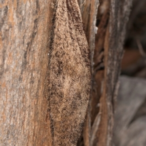 Chelepteryx collesi at Melba, ACT - 7 Jul 2024