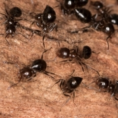 Crematogaster sp. (genus) (Acrobat ant, Cocktail ant) at Melba, ACT - 7 Jul 2024 by kasiaaus