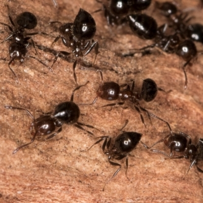 Crematogaster sp. (genus) (Acrobat ant, Cocktail ant) at Melba, ACT - 7 Jul 2024 by kasiaaus