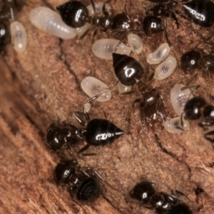 Crematogaster sp. (genus) at Melba, ACT - 7 Jul 2024