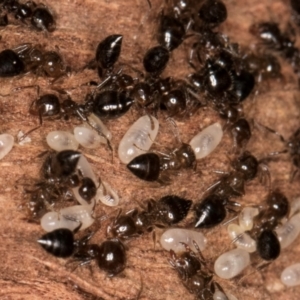 Crematogaster sp. (genus) at Melba, ACT - 7 Jul 2024