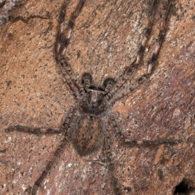 Isopedella pessleri (A huntsman spider) at Melba, ACT - 7 Jul 2024 by kasiaaus