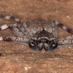 Isopedella pessleri at Melba, ACT - 7 Jul 2024