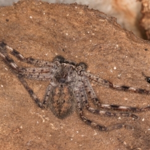 Isopedella pessleri at Melba, ACT - 7 Jul 2024