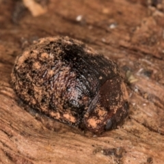 Trachymela sp. (genus) (Brown button beetle) at Flynn, ACT - 7 Jul 2024 by kasiaaus
