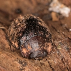 Trachymela sp. (genus) at Flynn, ACT - 7 Jul 2024