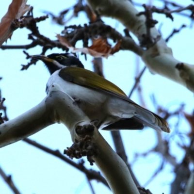 Entomyzon cyanotis (Blue-faced Honeyeater) at Darlington Point, NSW - 6 Jul 2024 by MB