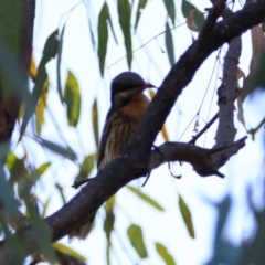 Acanthagenys rufogularis (Spiny-cheeked Honeyeater) at Darlington Point, NSW - 6 Jul 2024 by MB