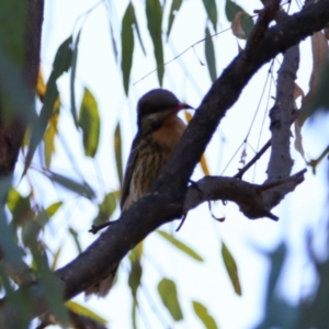 Acanthagenys rufogularis (Spiny-cheeked Honeyeater) at Darlington Point, NSW by MB