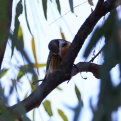 Acanthagenys rufogularis at Darlington Point, NSW - 6 Jul 2024