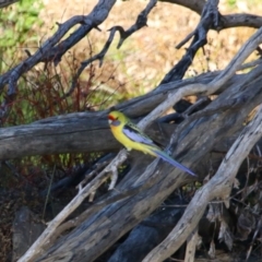 Platycercus elegans flaveolus (Yellow Rosella) at Darlington Point, NSW - 6 Jul 2024 by MB