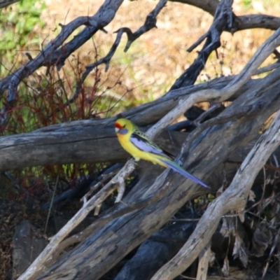 Platycercus elegans flaveolus (Yellow Rosella) at Darlington Point, NSW - 6 Jul 2024 by MB