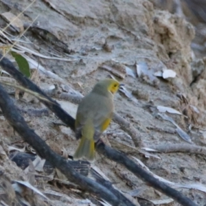 Ptilotula penicillata (White-plumed Honeyeater) at Darlington Point, NSW by MB