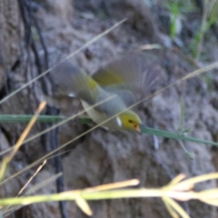 Ptilotula penicillata at Darlington Point, NSW - 6 Jul 2024