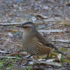 Climacteris picumnus picumnus (Brown Treecreeper) at Darlington Point, NSW - 6 Jul 2024 by MB