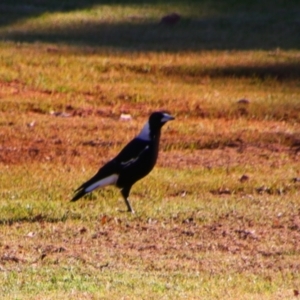 Gymnorhina tibicen at Darlington Point, NSW - 6 Jul 2024