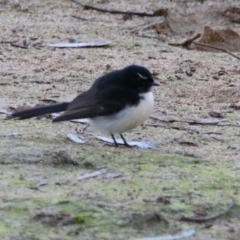 Rhipidura leucophrys (Willie Wagtail) at Darlington Point, NSW - 6 Jul 2024 by MB