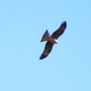 Milvus migrans at Hillston, NSW - 6 Jul 2024