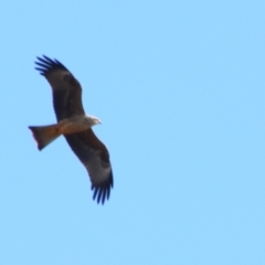 Milvus migrans at Hillston, NSW - 6 Jul 2024 12:37 PM
