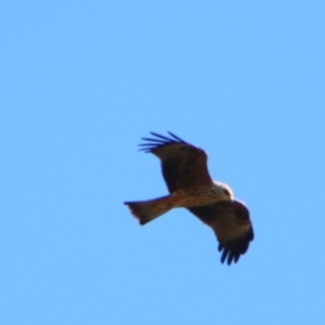 Milvus migrans at Hillston, NSW - 6 Jul 2024