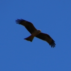 Milvus migrans at Hillston, NSW - 6 Jul 2024 12:37 PM