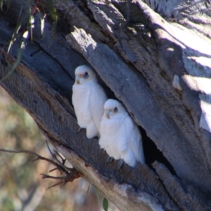 Cacatua sanguinea at Hillston, NSW - 6 Jul 2024 12:28 PM