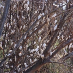 Cacatua sanguinea at Hillston, NSW - 6 Jul 2024