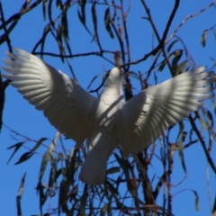 Cacatua sanguinea at Hillston, NSW - 6 Jul 2024