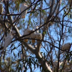 Cacatua sanguinea at Hillston, NSW - 6 Jul 2024 12:28 PM