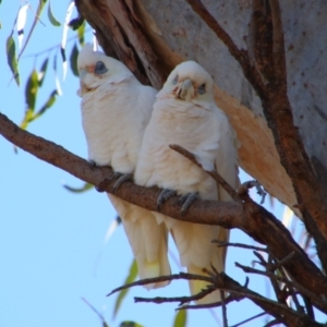 Cacatua sanguinea at Hillston, NSW - 6 Jul 2024 12:28 PM