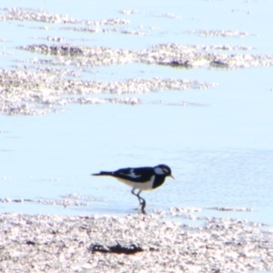 Grallina cyanoleuca at Hillston, NSW - 6 Jul 2024