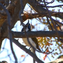 Entomyzon cyanotis (Blue-faced Honeyeater) at Hillston, NSW - 6 Jul 2024 by MB