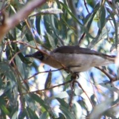Philemon citreogularis (Little Friarbird) at Hillston, NSW - 6 Jul 2024 by MB