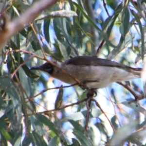 Philemon citreogularis at Hillston, NSW - 6 Jul 2024