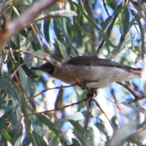 Philemon citreogularis (Little Friarbird) at Hillston, NSW by MB