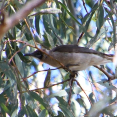 Philemon citreogularis (Little Friarbird) at Hillston, NSW - 6 Jul 2024 by MB