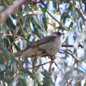 Philemon citreogularis at Hillston, NSW - 6 Jul 2024