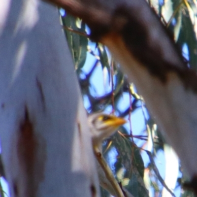 Manorina flavigula (Yellow-throated Miner) at Hillston, NSW - 6 Jul 2024 by MB