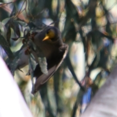 Manorina flavigula at Hillston, NSW - 6 Jul 2024 12:00 PM
