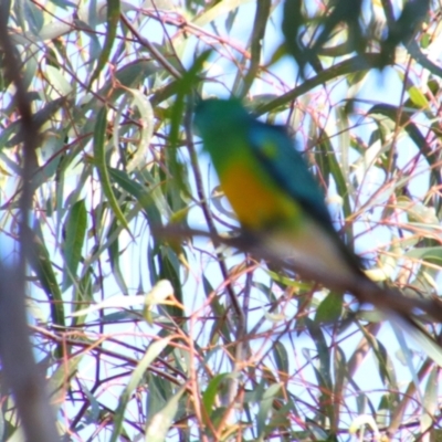 Psephotus haematonotus (Red-rumped Parrot) at Hillston, NSW - 6 Jul 2024 by MB