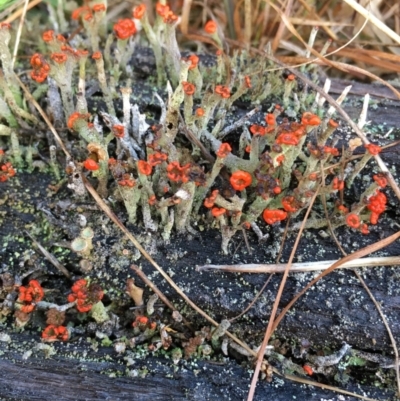 Cladonia floerkeana (A lichen) at Lower Borough, NSW - 7 Jul 2024 by mcleana