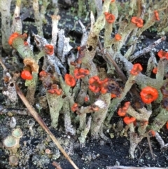 Cladonia floerkeana at Lower Borough, NSW - 7 Jul 2024 03:53 PM