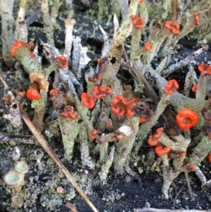 Cladonia floerkeana at Lower Borough, NSW - 7 Jul 2024