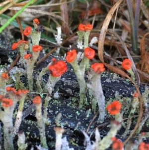 Cladonia floerkeana at Lower Borough, NSW - 7 Jul 2024 03:53 PM